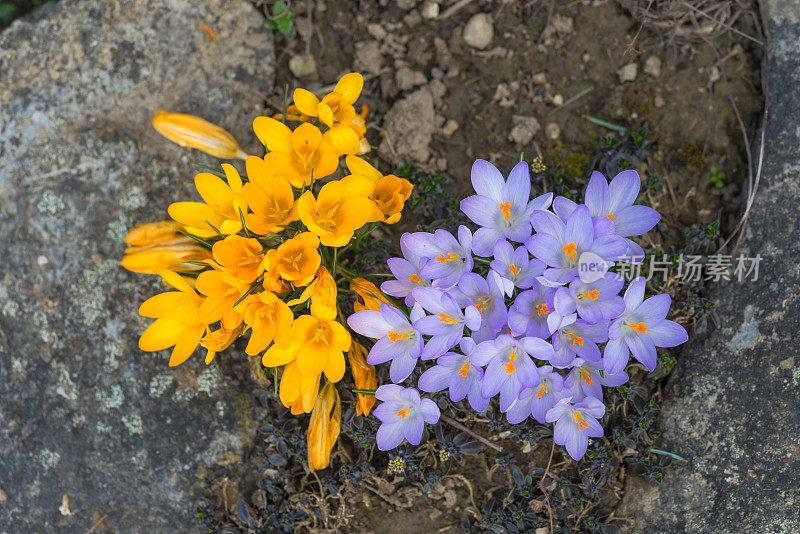 番红花在春天开花