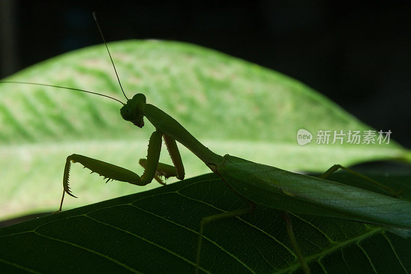 螳螂的宗教