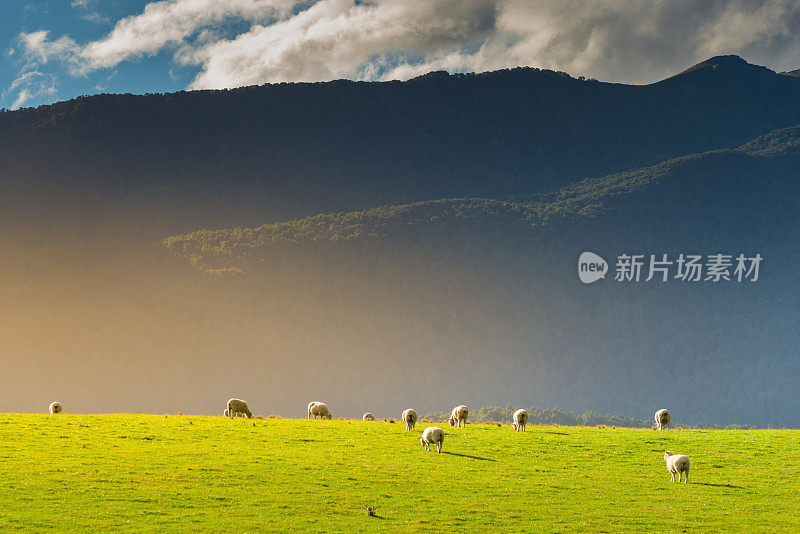 新西兰绵羊农场和山区背景。