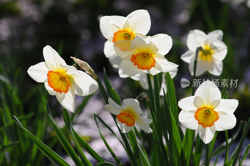 白橙色水仙花(百合科)