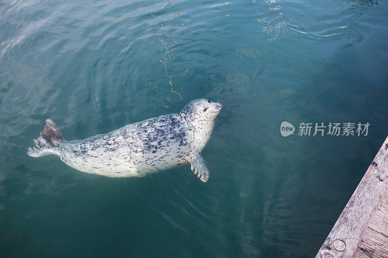 港海豹