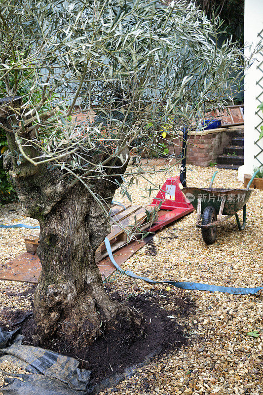 在地中海庭院里种一棵橄榄树
