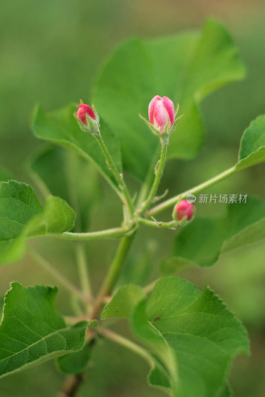 粉红色的苹果芽