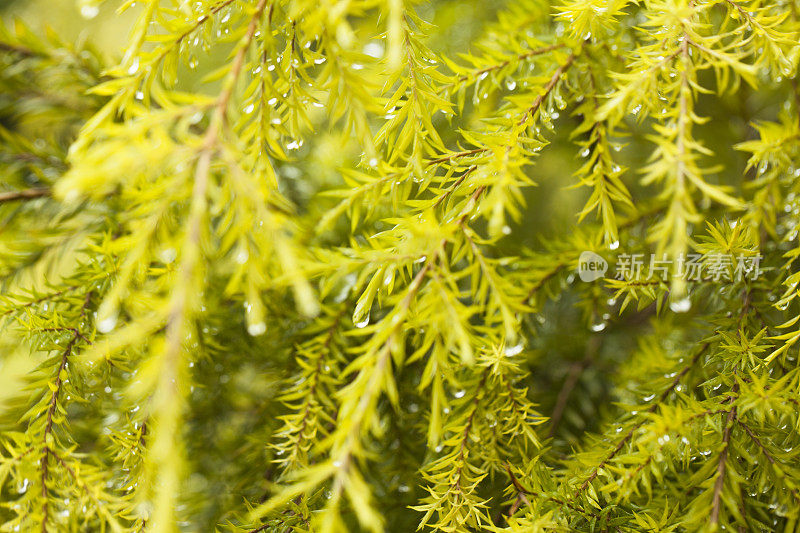 茂盛的树叶伴着雨水