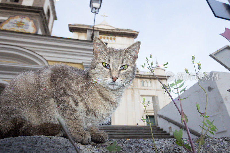 意大利波西塔诺的流浪猫