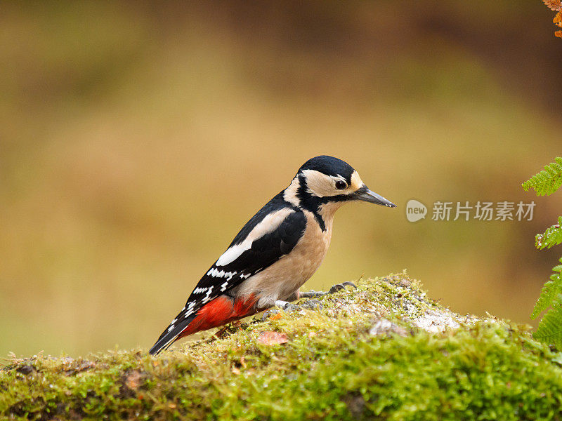 大斑点啄木鸟-雌性