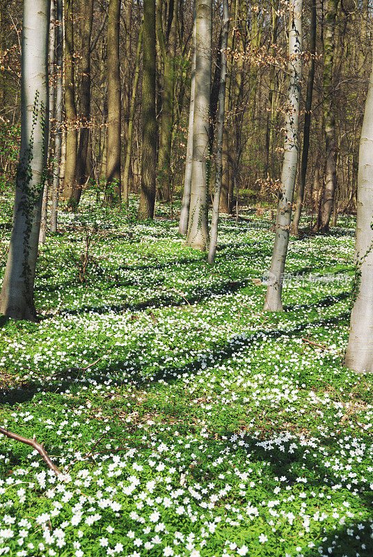 比利时长满青草的山毛榉森林