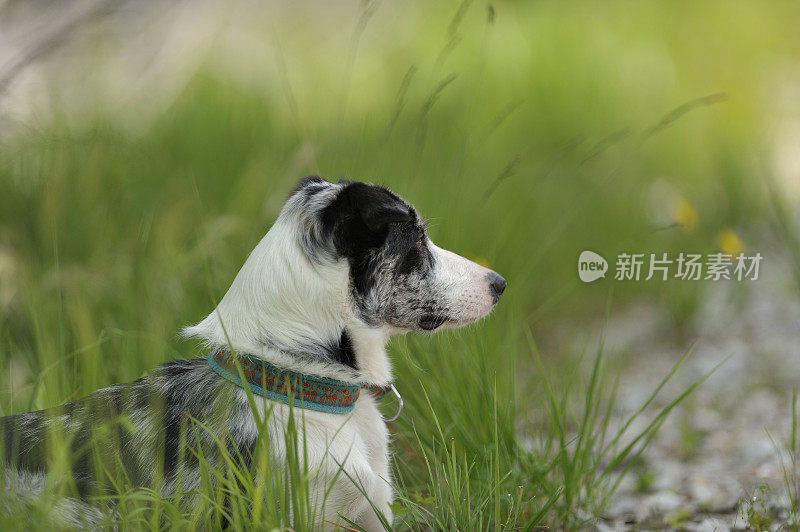 狗在阴凉处休息，警觉地看着什么东西