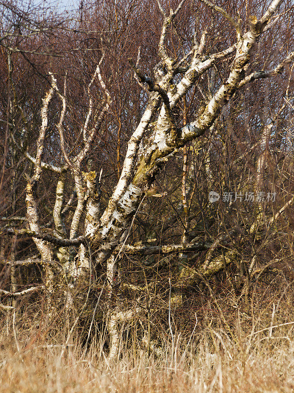 德国北海兰格戈岛的一棵桦树