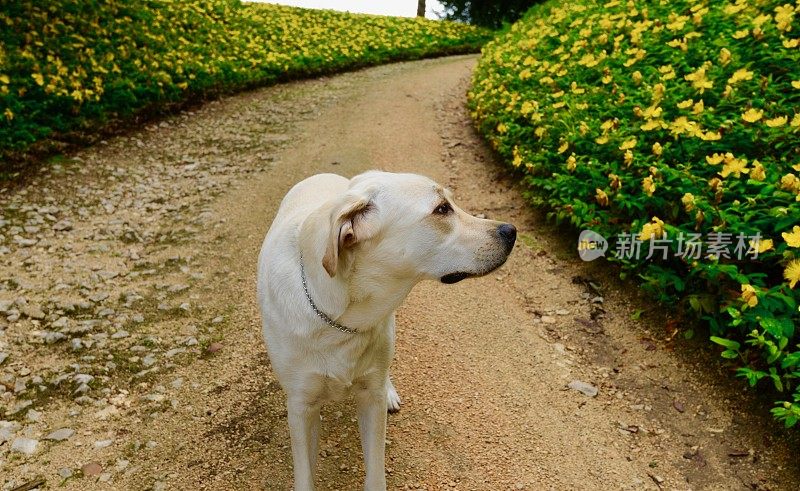 拉布拉多寻回犬