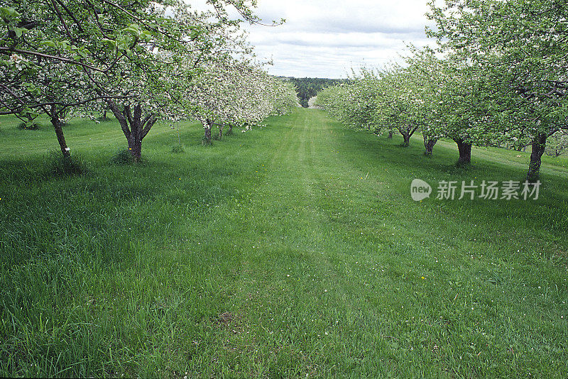 苹果园3