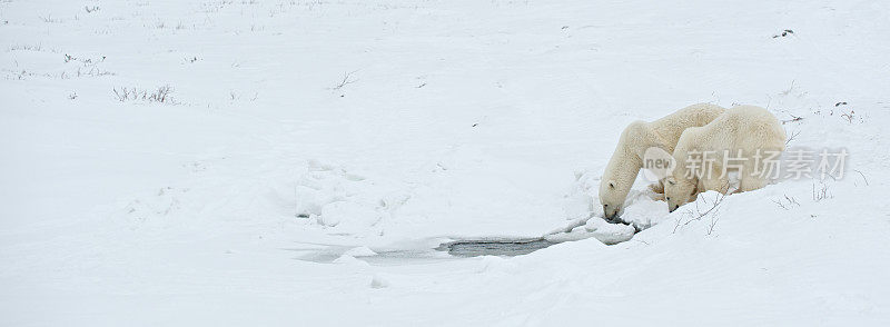 北极熊从冰湖中饮水