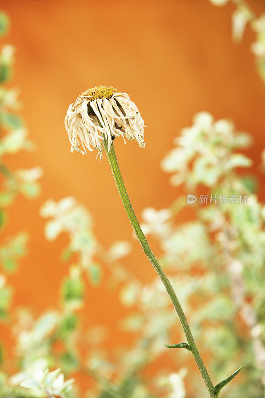 菊花沙斯塔菊最大的花