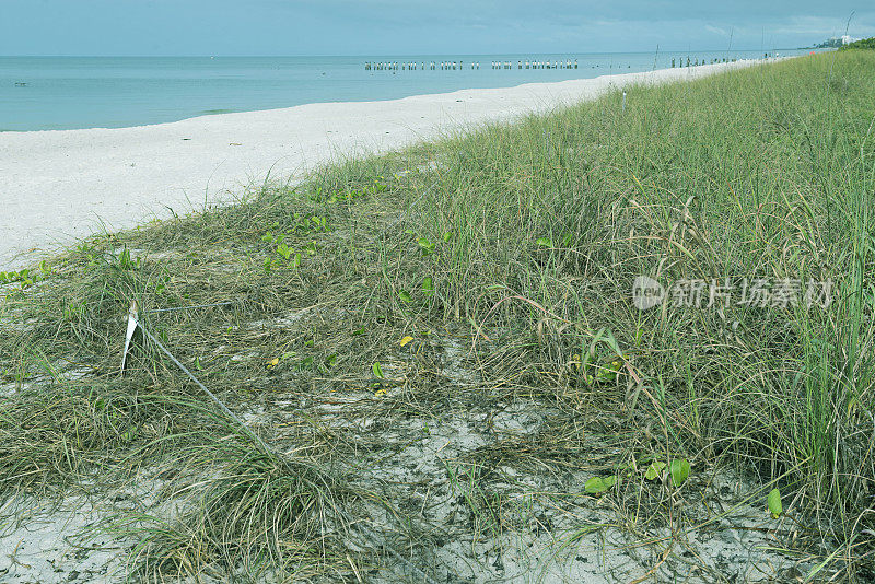 受保护的沙丘在墨西哥湾在那不勒斯FL