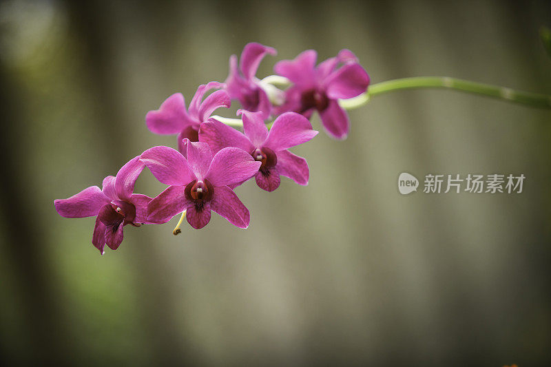 色彩斑斓的兰花的花