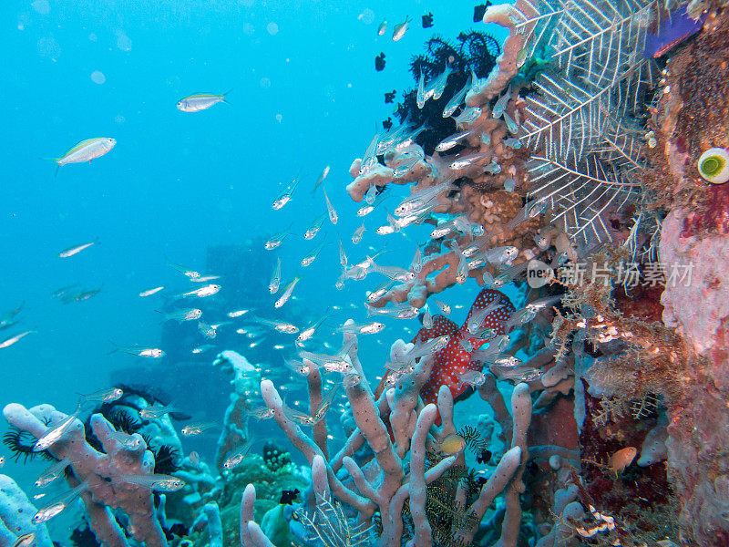 珊瑚礁潜水地点被称为金字塔，爪哇海，阿米德，巴厘岛，印度尼西亚。