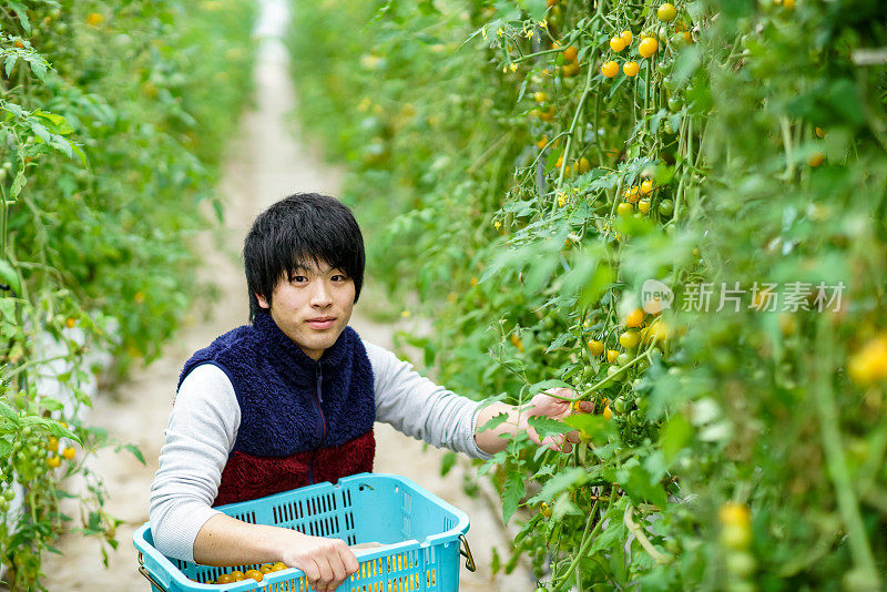 20多岁的年轻人在温室里摘西红柿