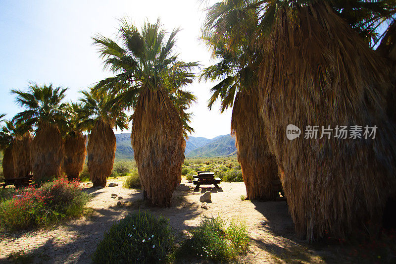 Anza-Borrego州立公园:游客中心的棕榈树和野餐桌