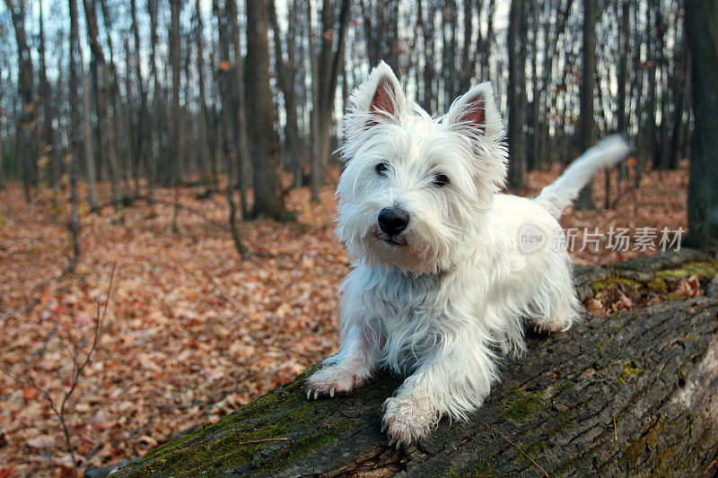 Westie狗躺在岩石在秋天的季节