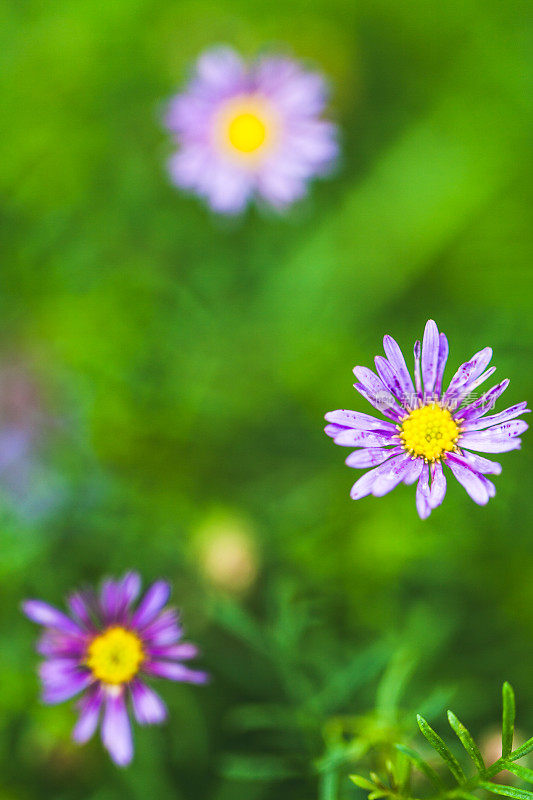 草场雏菊