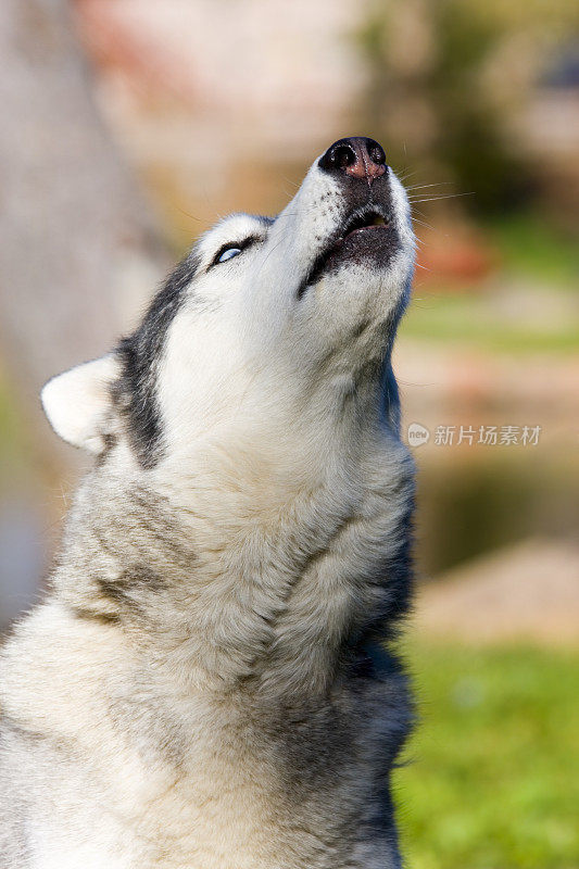 西伯利亚雪橇犬