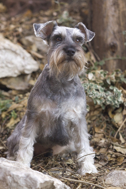 迷你雪纳瑞犬外