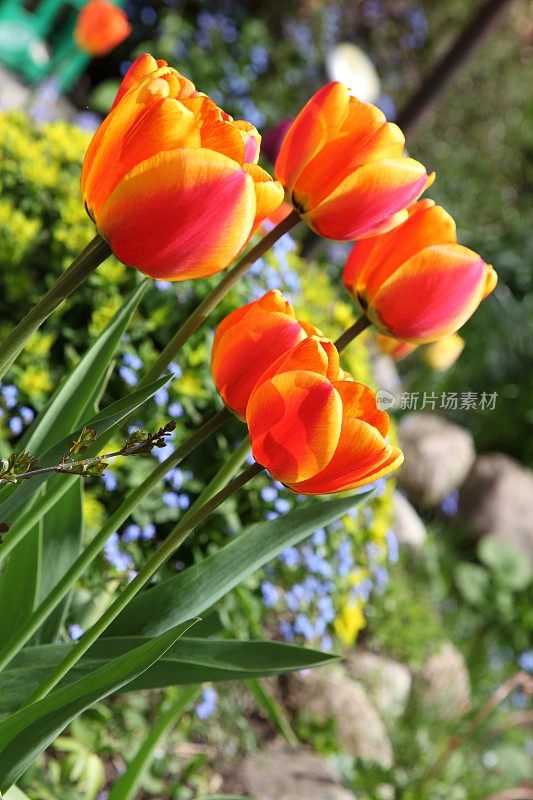 春天的花坛上有红色和橙色的郁金香