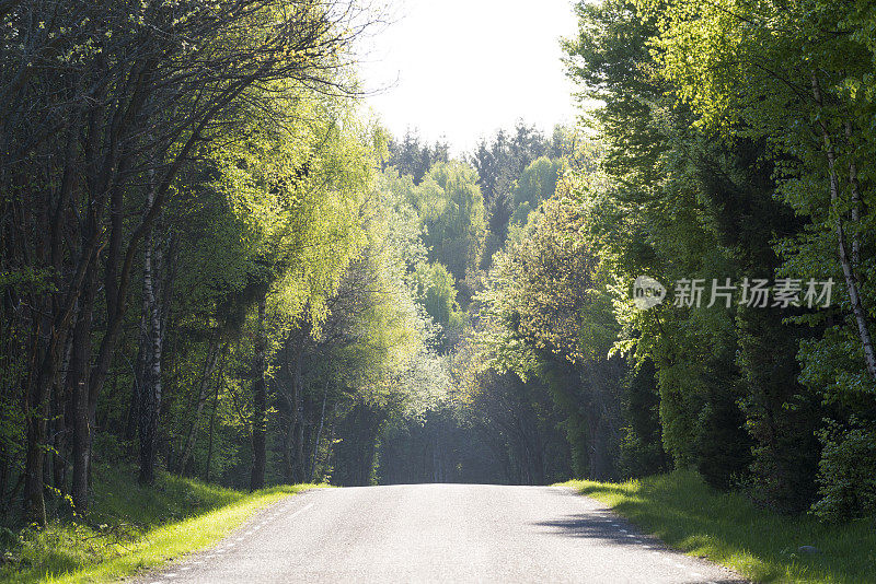 沥青路穿过美丽的初春山毛榉森林夏天(XXXLarge)