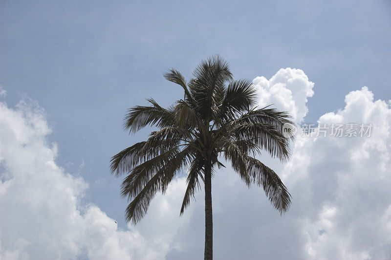 暴风云和棕榈树