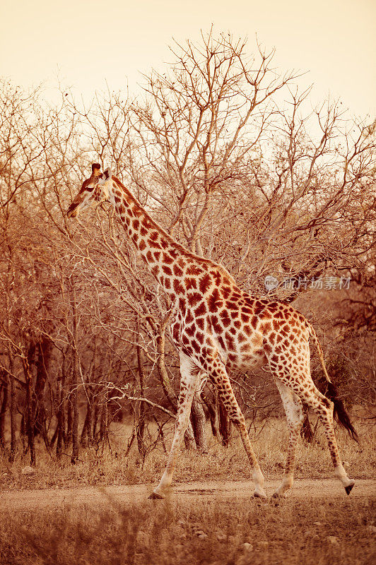非洲丛林中的长颈鹿-高大而优雅