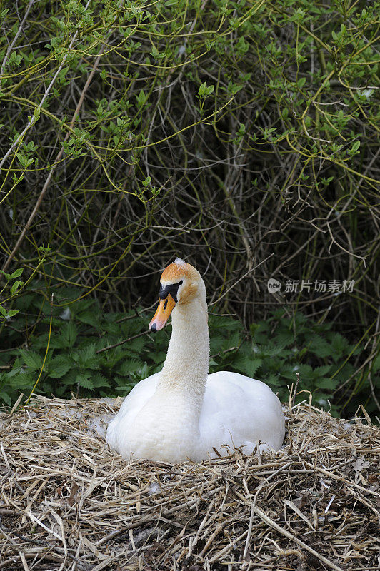 天鹅妈妈坐在巢里。