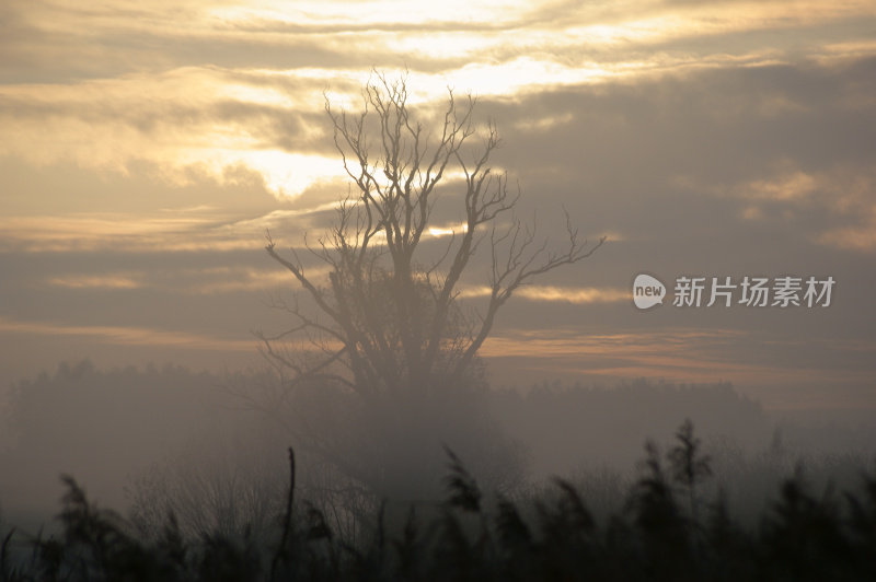 背光树在晨雾在草地在日出