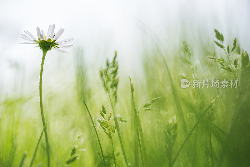 美丽的野菊花草地