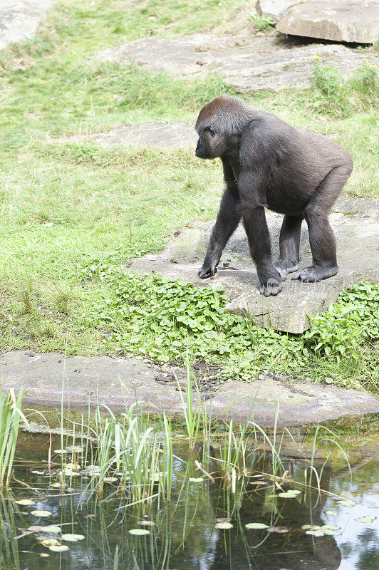 大猩猩在沼泽附近