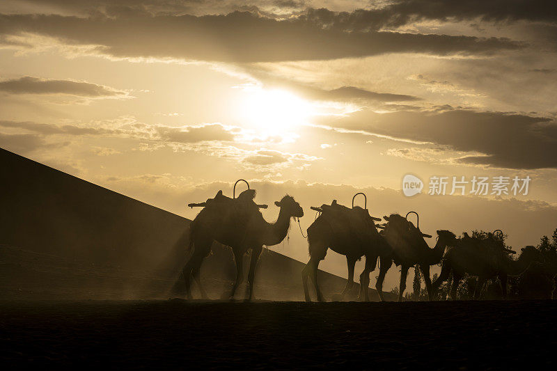 日落时分，骆驼在沙漠上行走