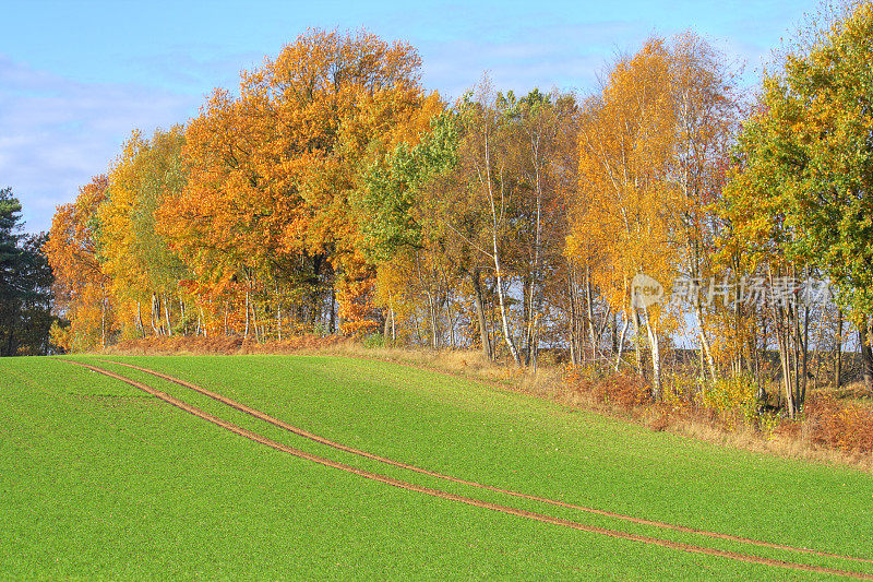 秋景在Lüneburger黑德