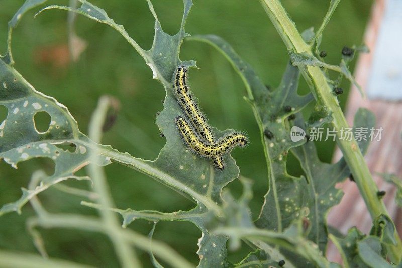 两种普通的卷心菜白毛虫