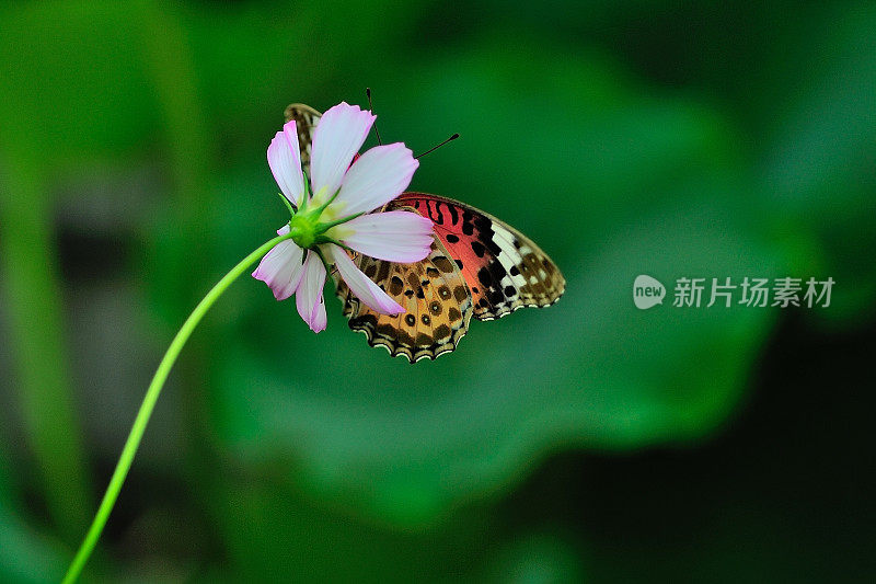 格桑花和蝴蝶003