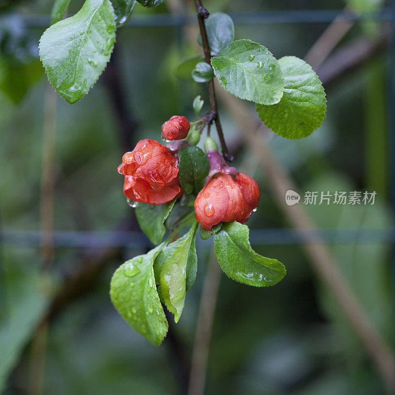 贴梗海棠的雨滴