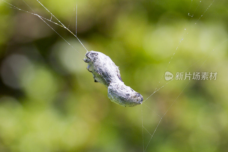 昆虫捕获和包裹在蜘蛛丝
