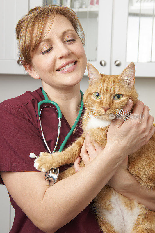 兽医护士与猫在手术