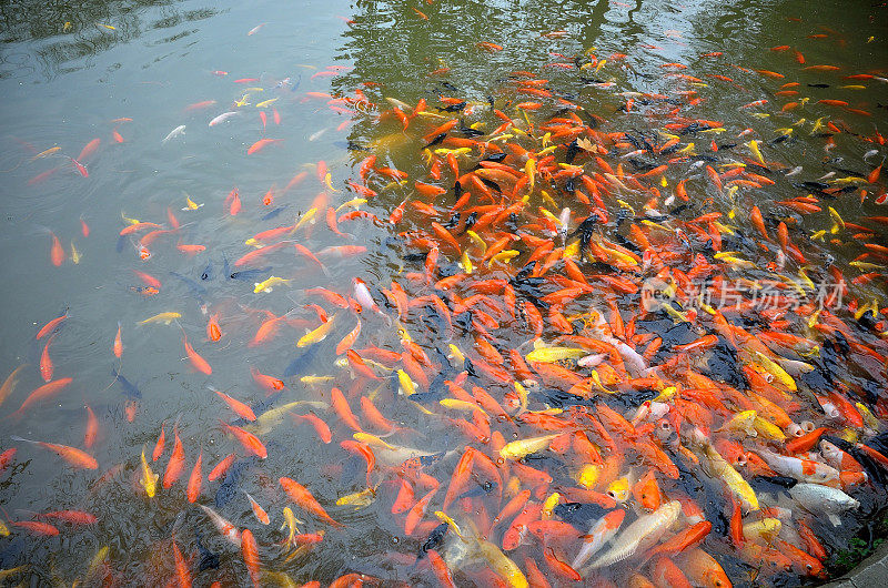 五颜六色的锦鲤在池塘里游泳