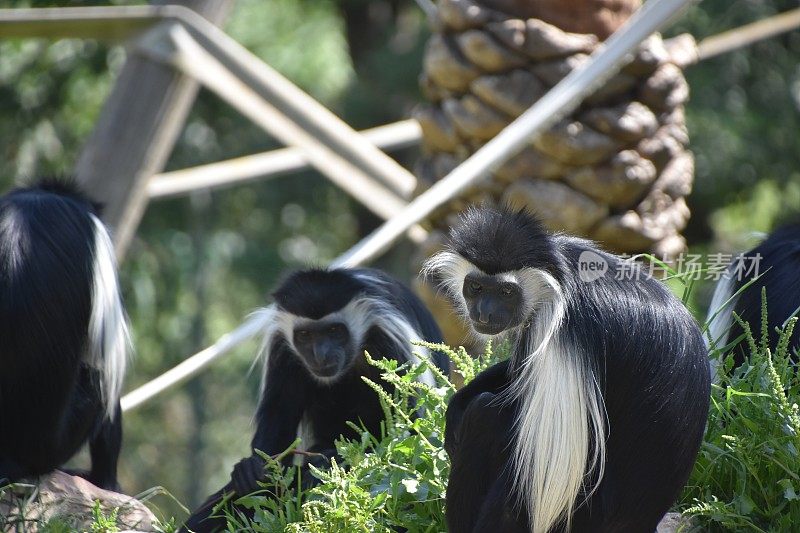 黑白疣猴吃