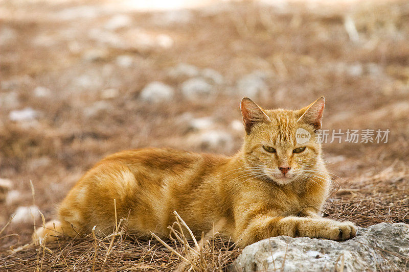 野猫