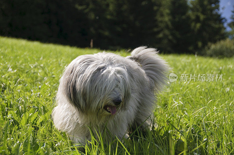 牧羊犬