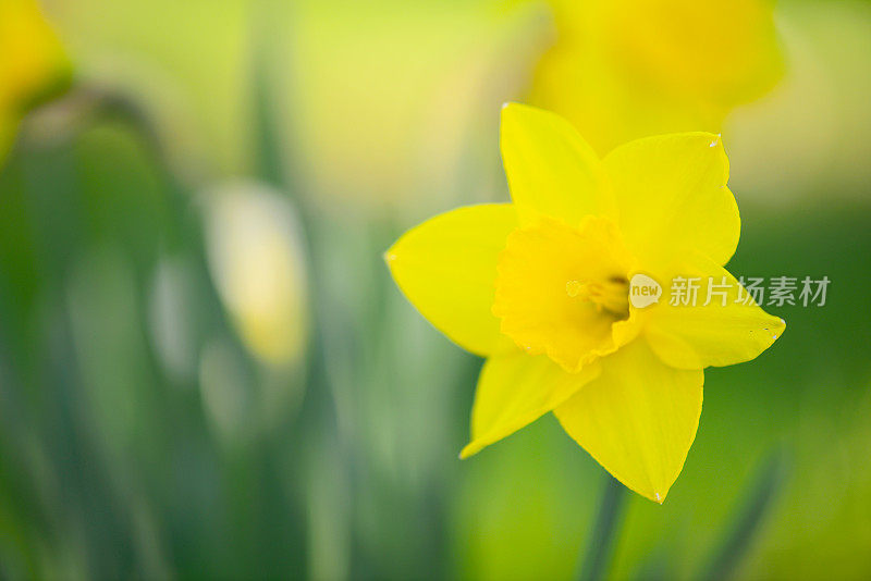 花园里的黄色水仙花