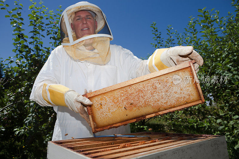 养蜂人控股蜂窝