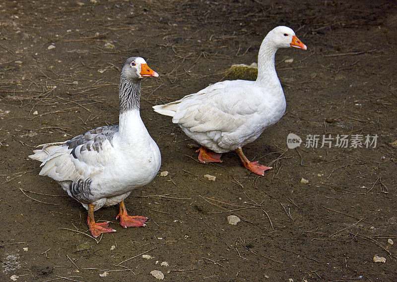 鸭和鹅