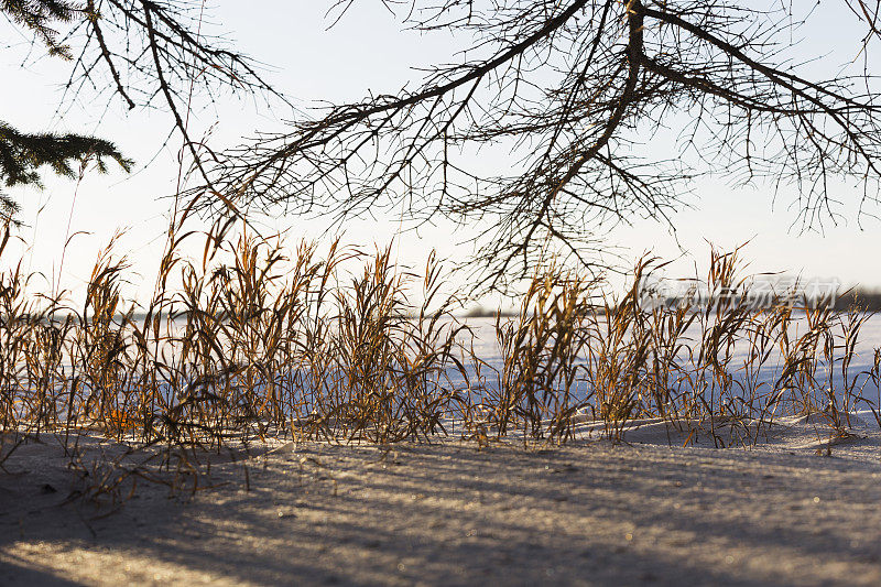 冰雪明尼苏达冬天-阳光照耀的金色草地