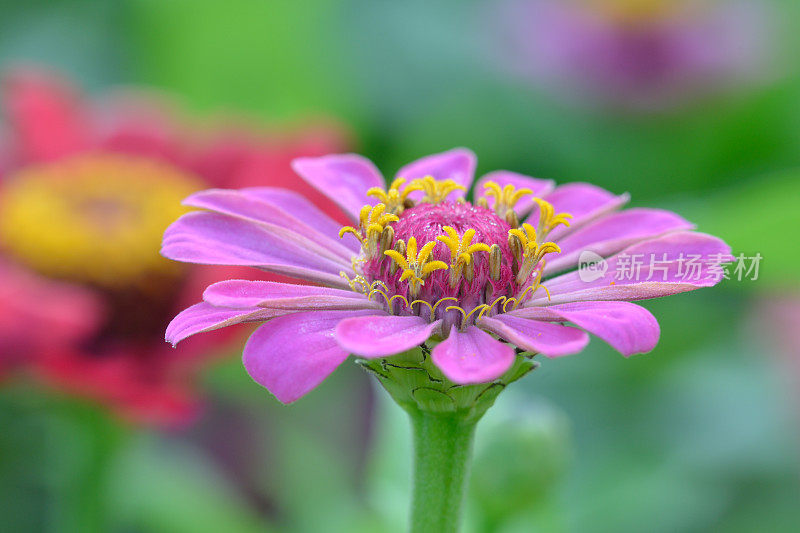 Zinnia在宏观